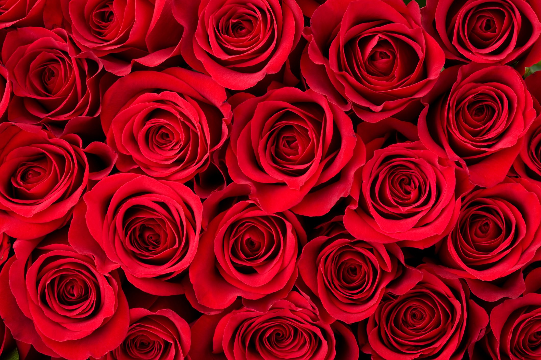 Valentine's Day Roses: Why We Give ...
